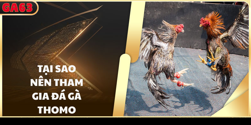Tại sao nên tham gia đá gà thomo?